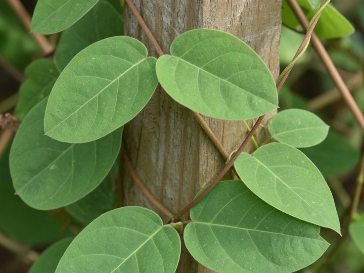 Foglie di Gymnema sylvestre, pianta rampicante