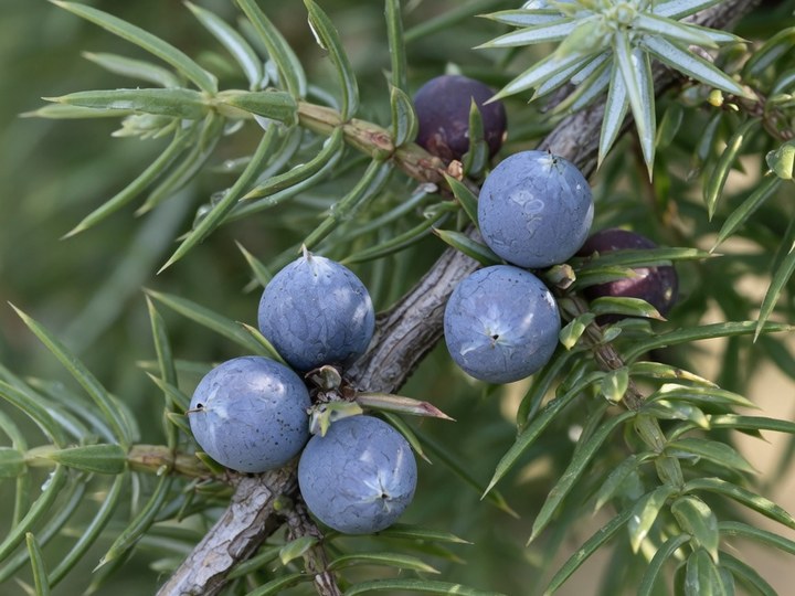 Bacche blu di ginepro comune sul ramo