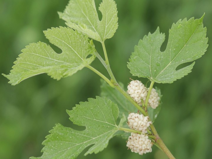 Foglie di gelso bianco sul ramo